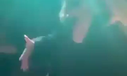اديل وجنيفر لورانس في احد البارات