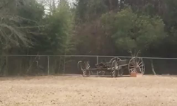 very funny chickens